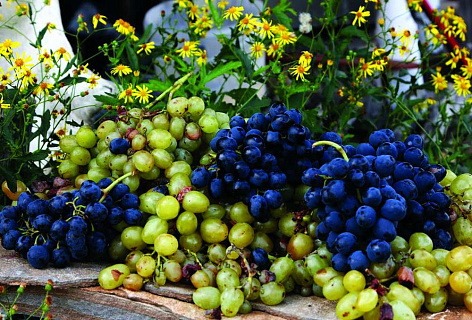 Альтернариоз винограда