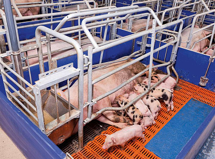 Условия для содержания подсосных свиноматок